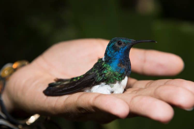 Header-Florisuga-mellivora-hummingbird-in-hand-768×512