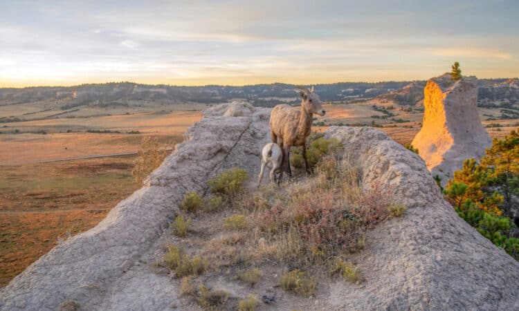 In Nebraska, Bighorn Sheep Reclaim Their Former High Plains Home