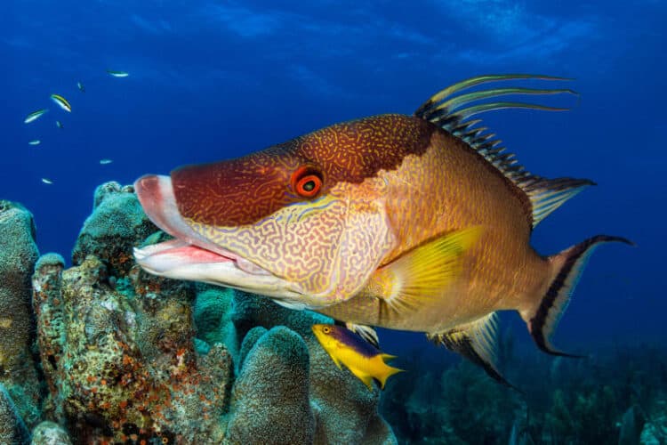 A hogfish in the coral reefs of Cuba. Image by abrice Dudenhofer / Ocean Image Bank.