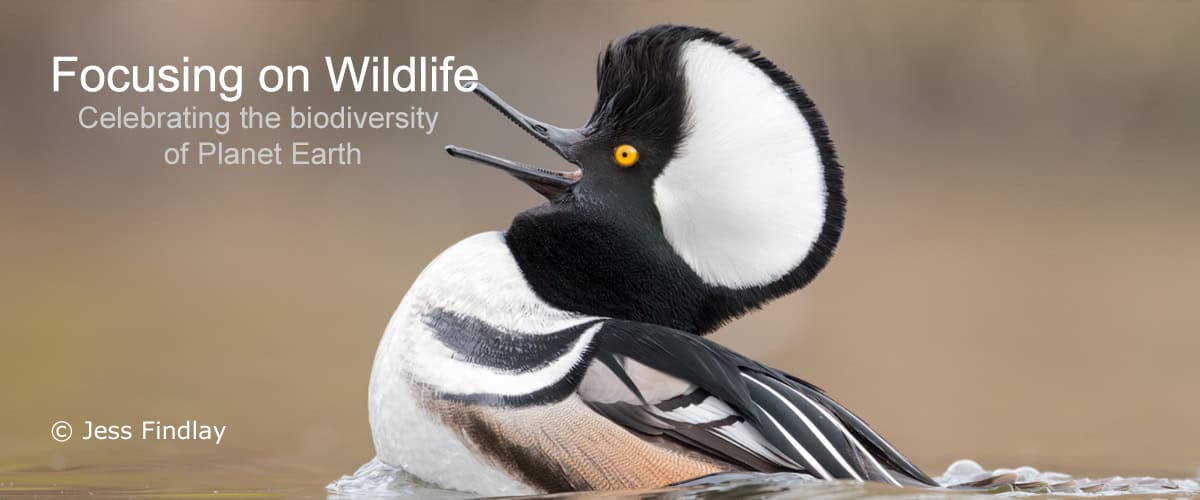 Hooded Merganser by Jess Findlay