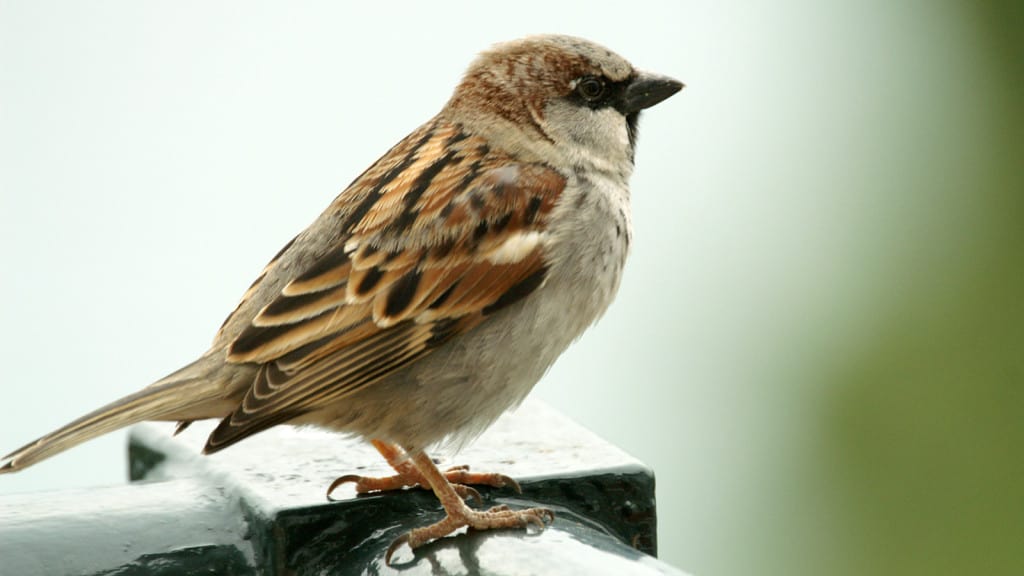 House Sparrow Passer domesticus – Focusing on Wildlife