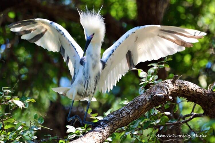 Hybrid Snowy Egret/Little Blue identified by audubon member