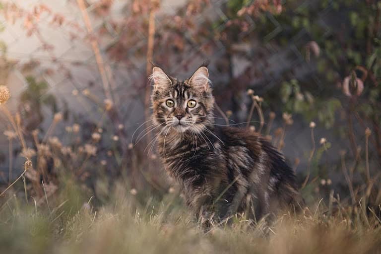 Norwegian Forest Cat