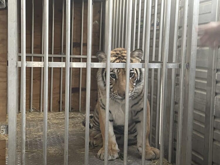 Congress poised to vote! Contact your Reps to help captive big cats in the US