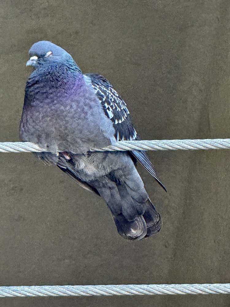 The zen of pigeon