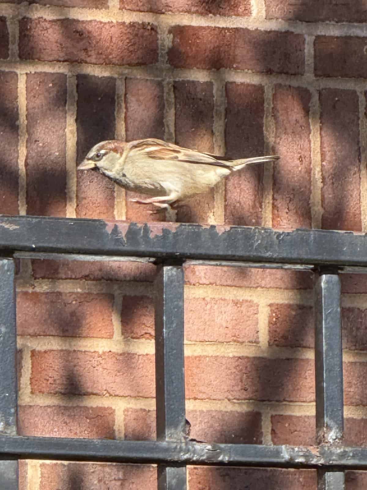 The Sparrow