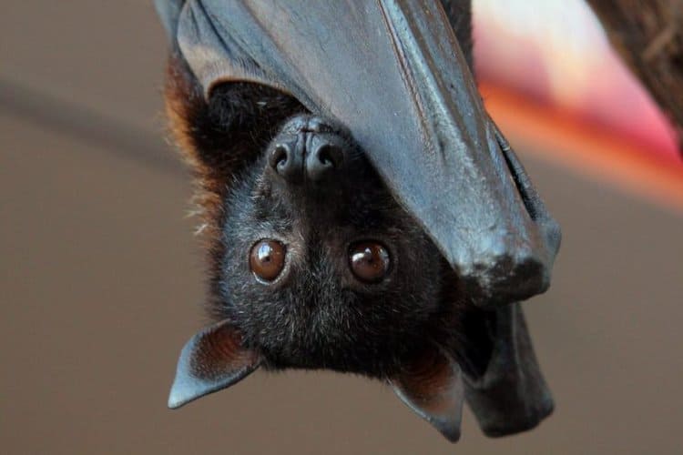 Education can change local perception of bats, help conserve species, study says