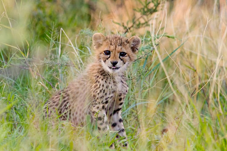 Rehabilitation research returns orphaned cheetahs to the wild