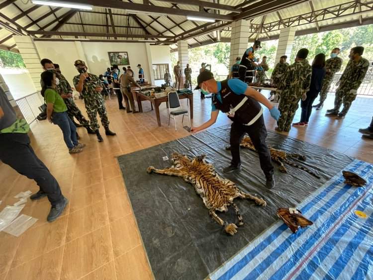 Officials inspect the two confiscated tiger skins. Photo by the Ministry of Natural Resources and Environment Thailand