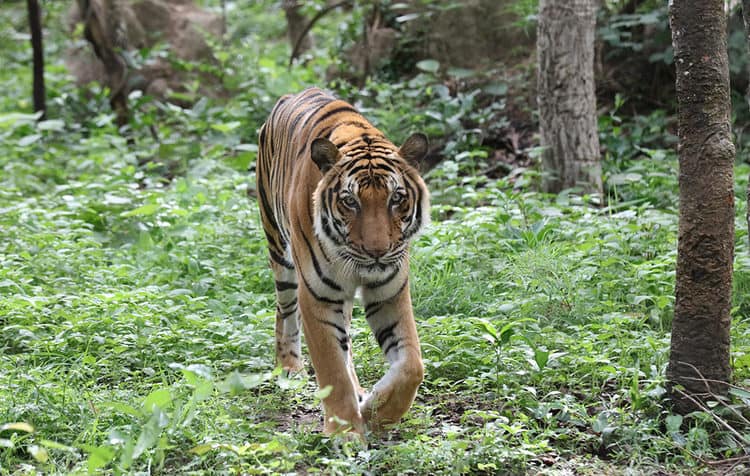 Indochinese tigers (Panthera tigris corbetti) were declared extinct in the wild in Cambodia, Laos and Vietnam in recent years. Image by Rhett A. Butler/Mongabay