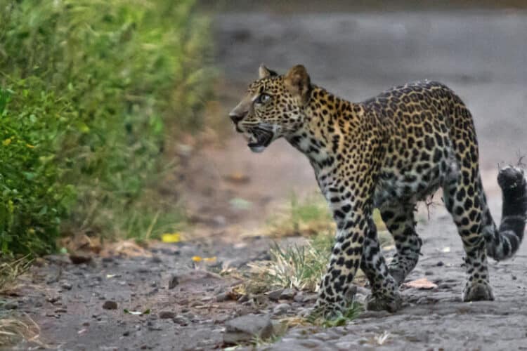 Study shows Javan leopard habitat shrinking, but real picture may be worse