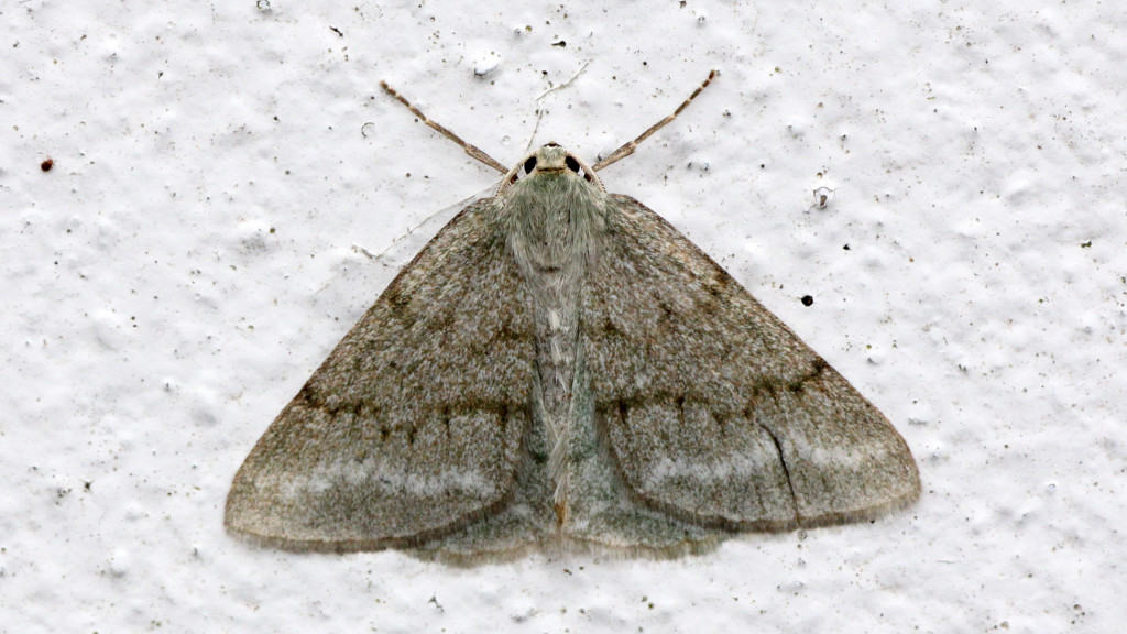 Jersey Emerald (Pseudoterpna coronillaria)