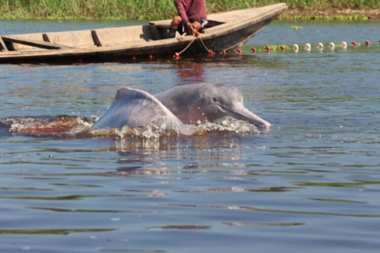 Amazon river dolphin in Peru courtesy of Jose Luis Mena.