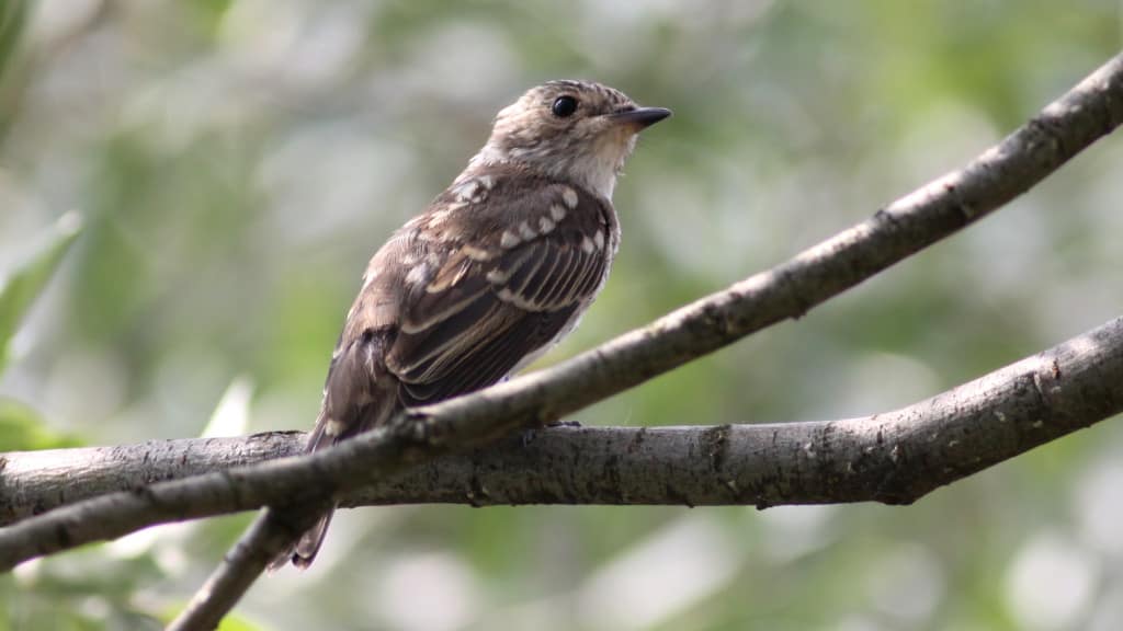 Spotted Flycatcher Muscicapa striata