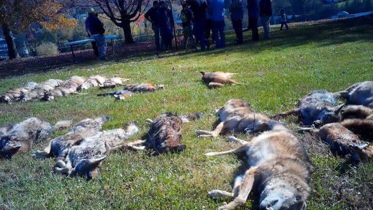 Undercover investigation exposes wildlife killing contest where 600 animals were slaughtered in just 2 days