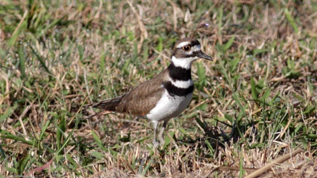 Killdeer Charadrius vociferus