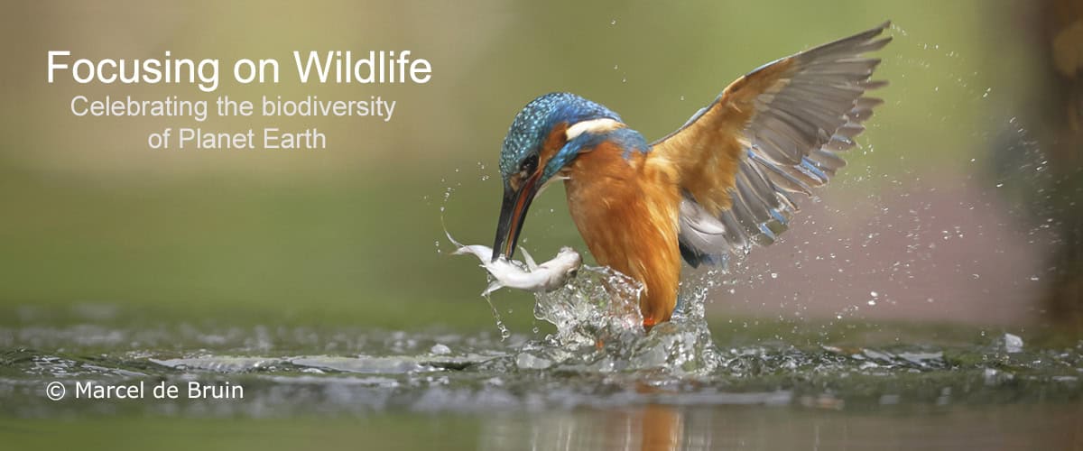 Kingfisher Coming Above the Water with a Catched Fish by Marcel de Bruin