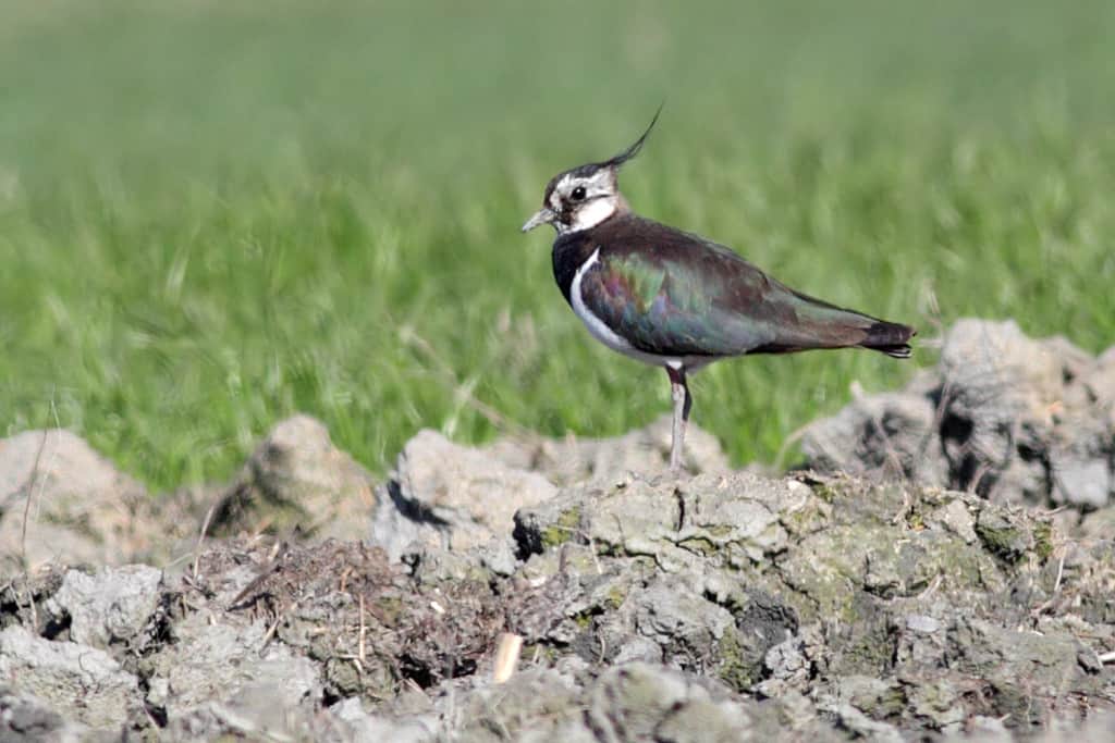 Northern Lapwing Vanellus vanellus