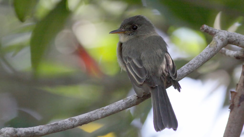 Lesser Antillean Pewee Contopus latirostris
