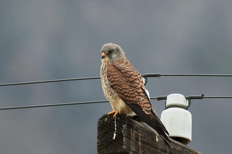 A lesser kestrel (Falco naumanni). Some threats, like raptor electrocutions, can be easily mitigated and some excellent work is being done around the world to reduce raptor mortalities, say experts. Image by Sergey Pisarevskiy via Flickr (CC BY-NC-SA 2.0).