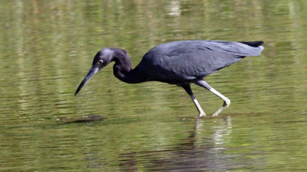 Little Blue Heron Egretta caerulea