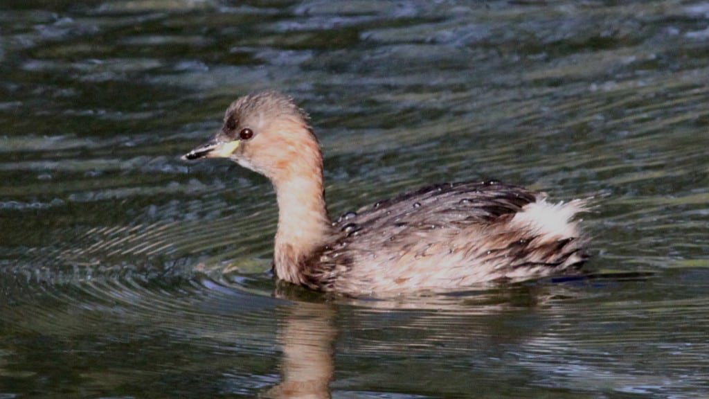 Little Grebe Tachybaptus ruficollis