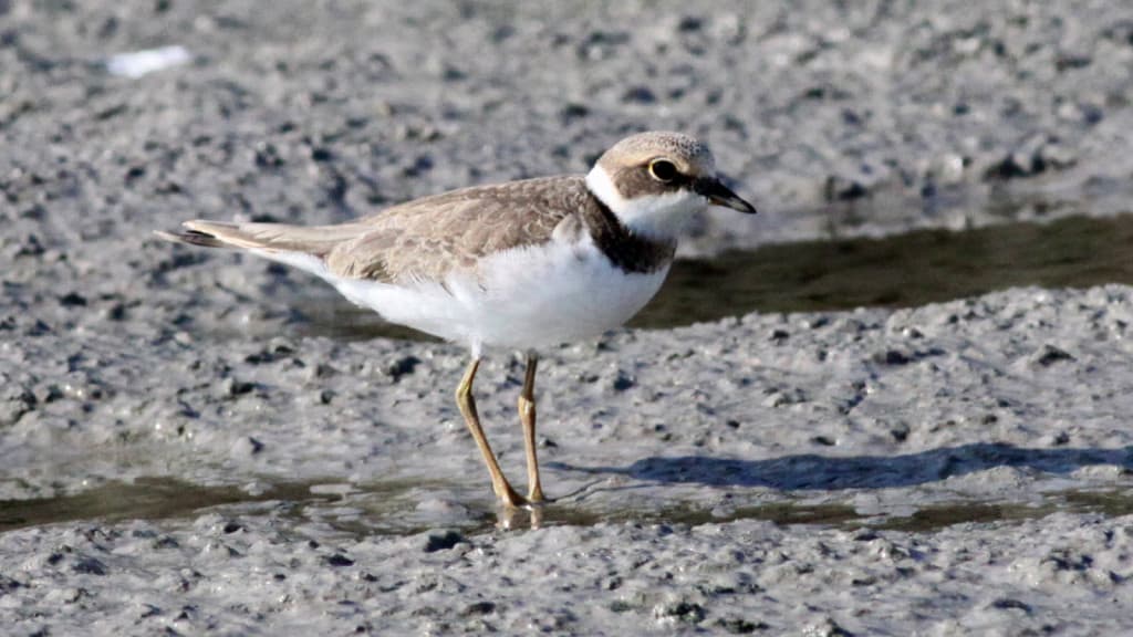 Little Ringed Plover Charadrius dubius