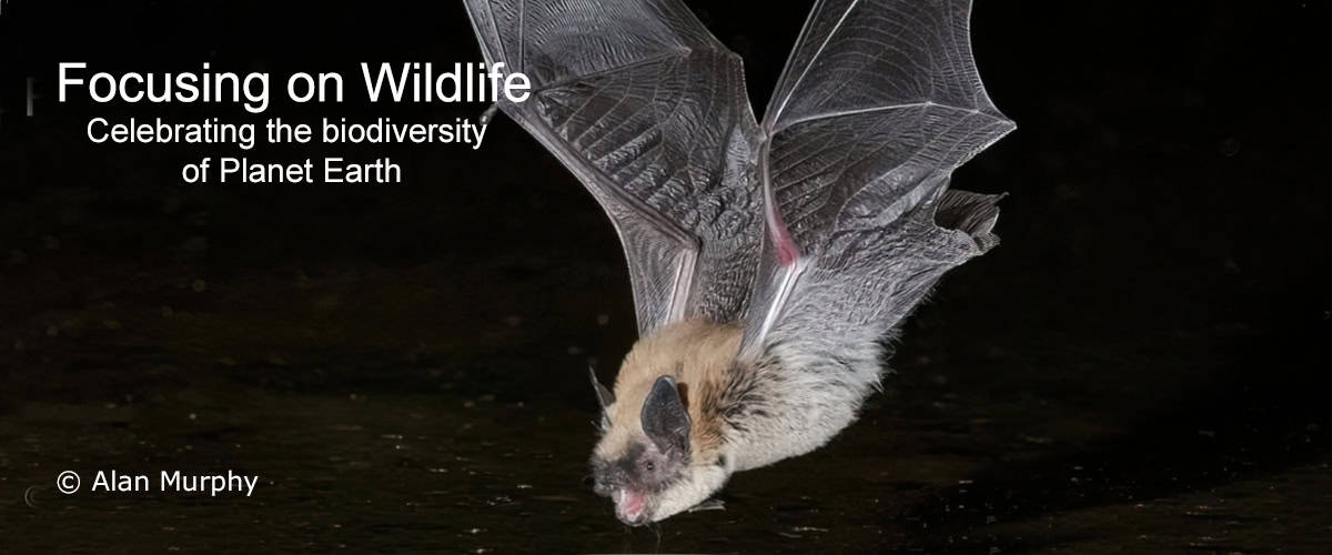 Long-legged Myotis with Full Reflection by Alan Murphy