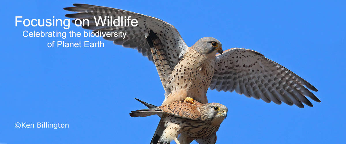 Orange County (california) Birds Of Prey 