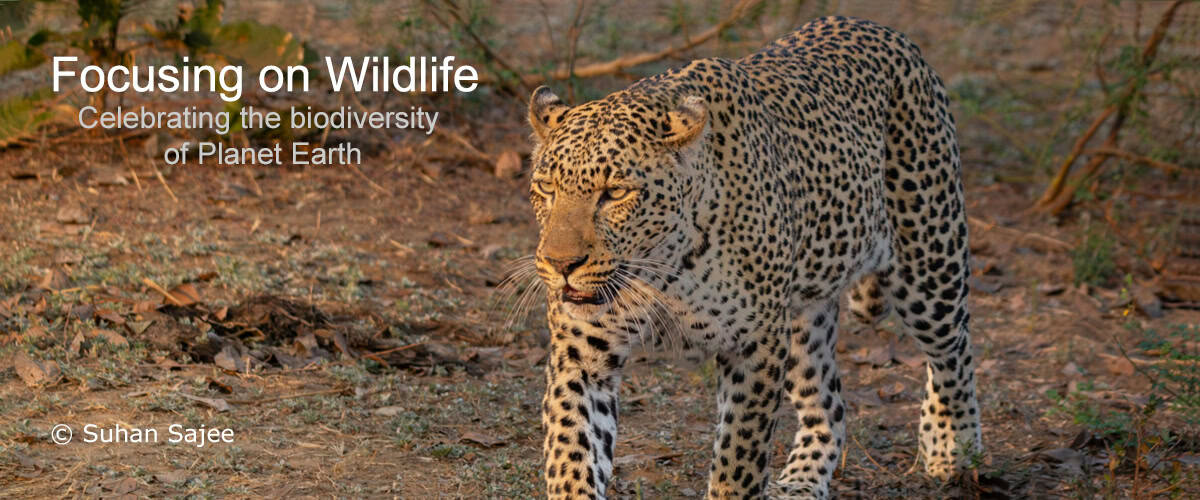 Lucy the Leopard of Great Wonders by Suhan Sajee