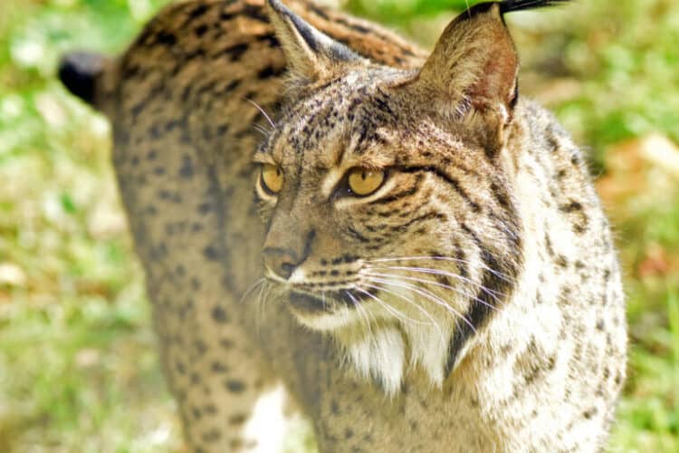The Iberian lynx is a conservation success story. In the early 2000s, its numbers had dwindled to around 200. Today, after extensive conservation efforts, the species numbers more than 1,300 individuals. Image by Animal Record via Flickr (CC BY 2.0).