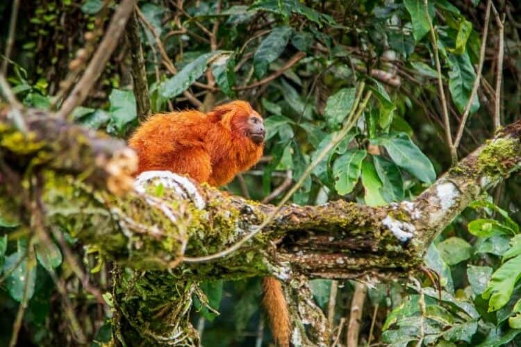 How Brazil is working to save the rare lion tamarins of the Atlantic Forest