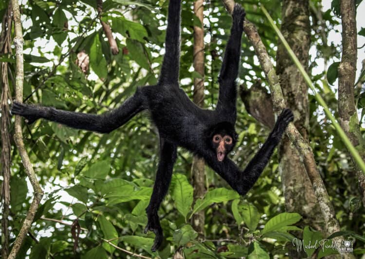 Endangered Peruvian Spider Monkey - 'Ateles chamek' (Photo by Michael Tweddle / @Nat.Wild.Photos)