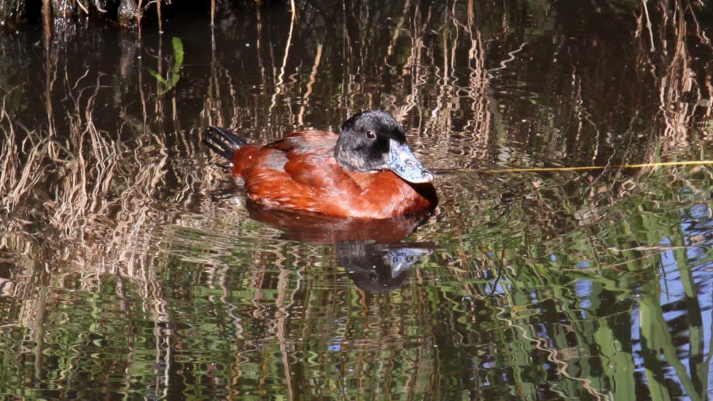 Maccoa Duck Oxyura maccoa