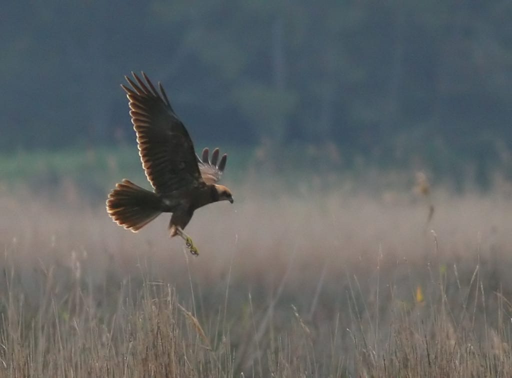 Western Marsh-harrier Circus aeruginosus