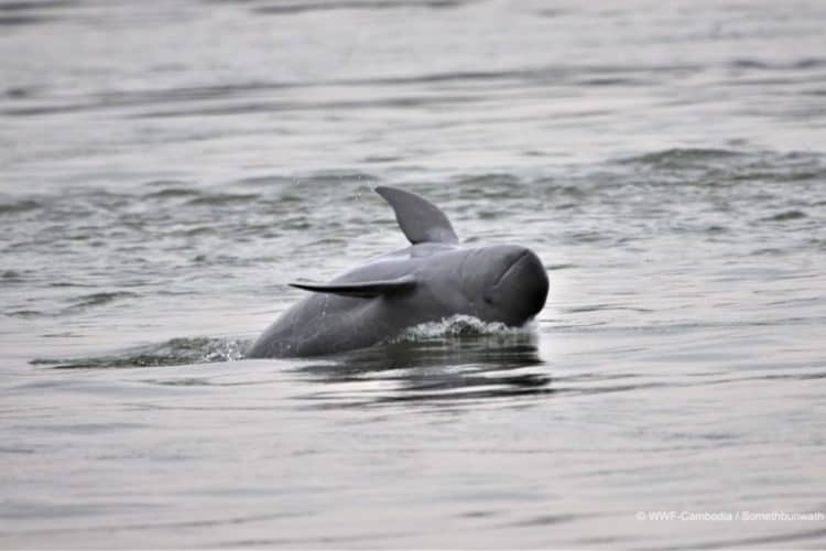 The Mekong's fewer than 90 Irrawaddy dolphins at risk of slow and inexorable extinction