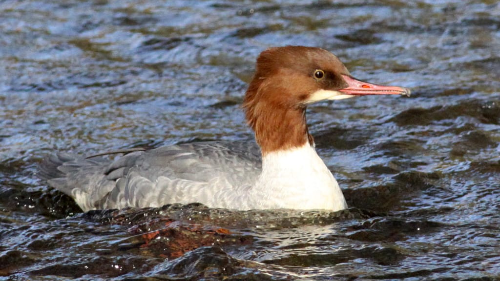 Merganser Mergus merganser