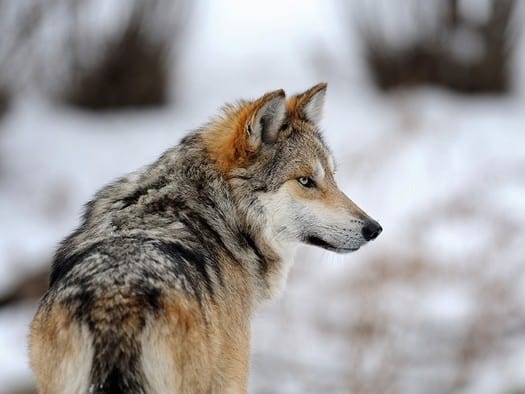 Mexican Gray Wolf (Canis lupus baileyi)