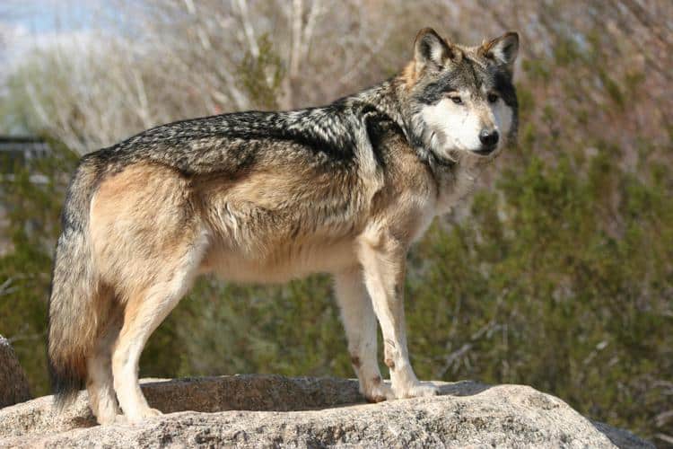 Mexican Gray Wolf — Photo: KTAR Pheonix