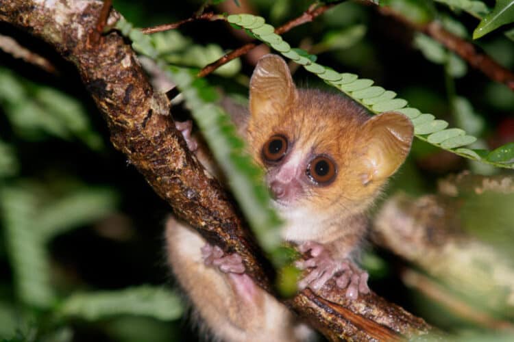 The Madame Berthe’s mouse lemur is small enough to curl inside a human fist. Image by Matthias Markolf.