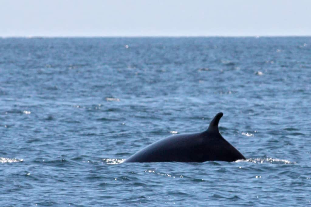Minke Whale, (Balaenoptera acutorostrata)
