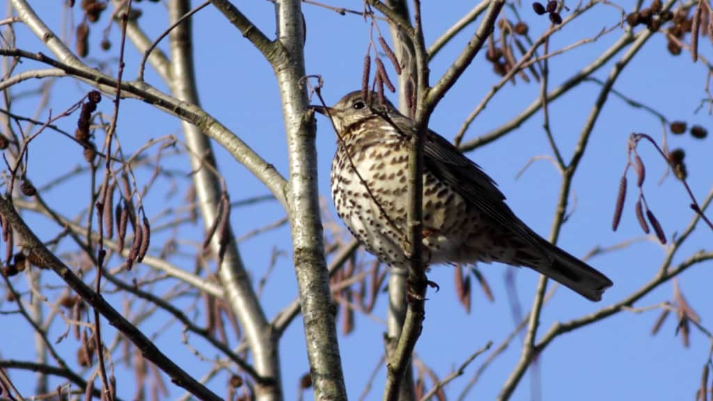 Mistle Thrush Turdus viscivorus