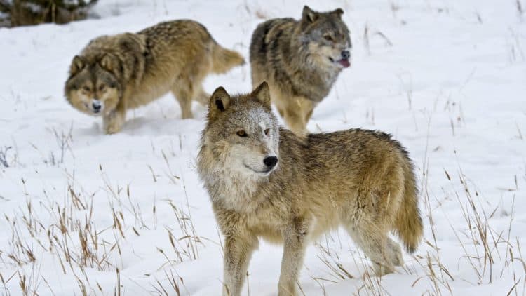Gray wolves in Montana. Dennis fast / vwpics / Universal Images Group via Getty images.
