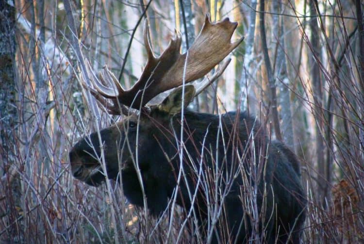 More moose-hunting permits to be issued in attempt to reduce tick transmission and stabilize the population