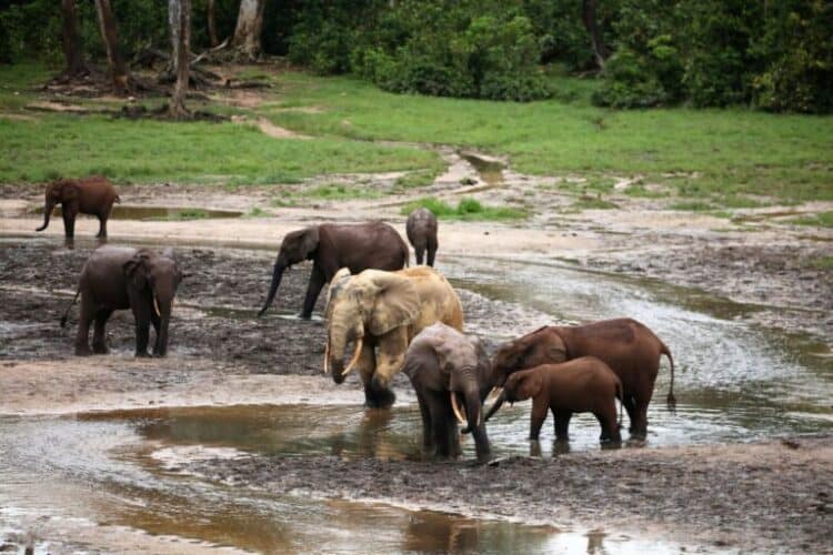 Elephants dig for salt-rich mud in the Dzanga baï in the Sangha Rainforest in the Central African Republic. Image courtesy Jan Teede.