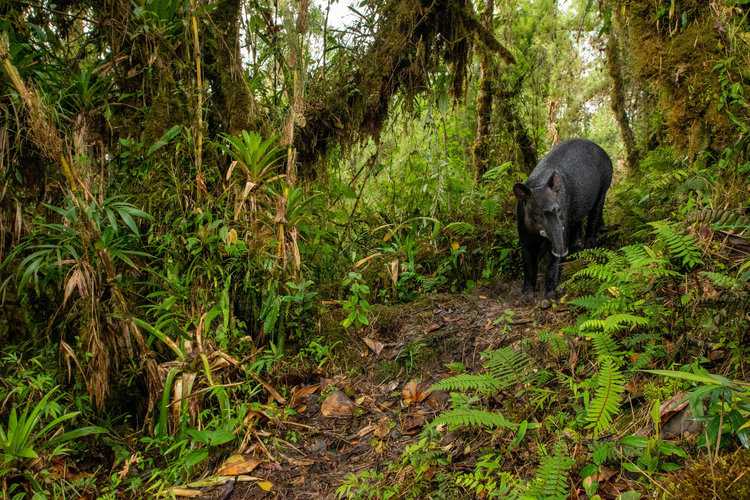 Mountain tapir in Tapichalaca reserve. Photo credit: Nicolas Devos