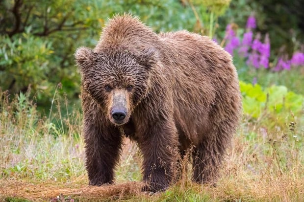 A hiker, 68, has been mauled by a grizzly bear (stock pic)Credit: Getty