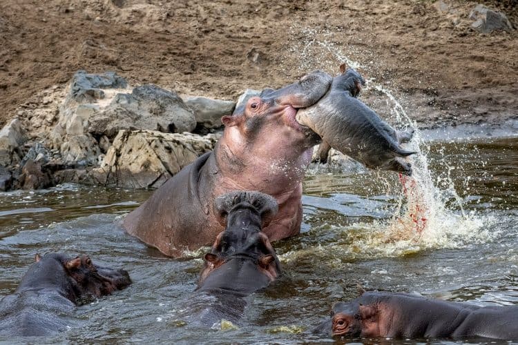 The terrifying moment a juvenile hippo is crushed in the jaws of a rival bull
