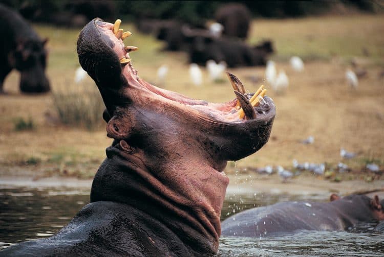 He said a hippo - who 'stank of rotten eggs' - 'threw him around like a ragdoll'Credit: Getty