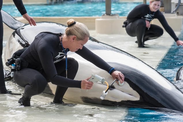 Warning over SeaWorld orcas as trainer says ‘Jurassic Park-style’ breeding programme created ‘aggressive hybrid whales’